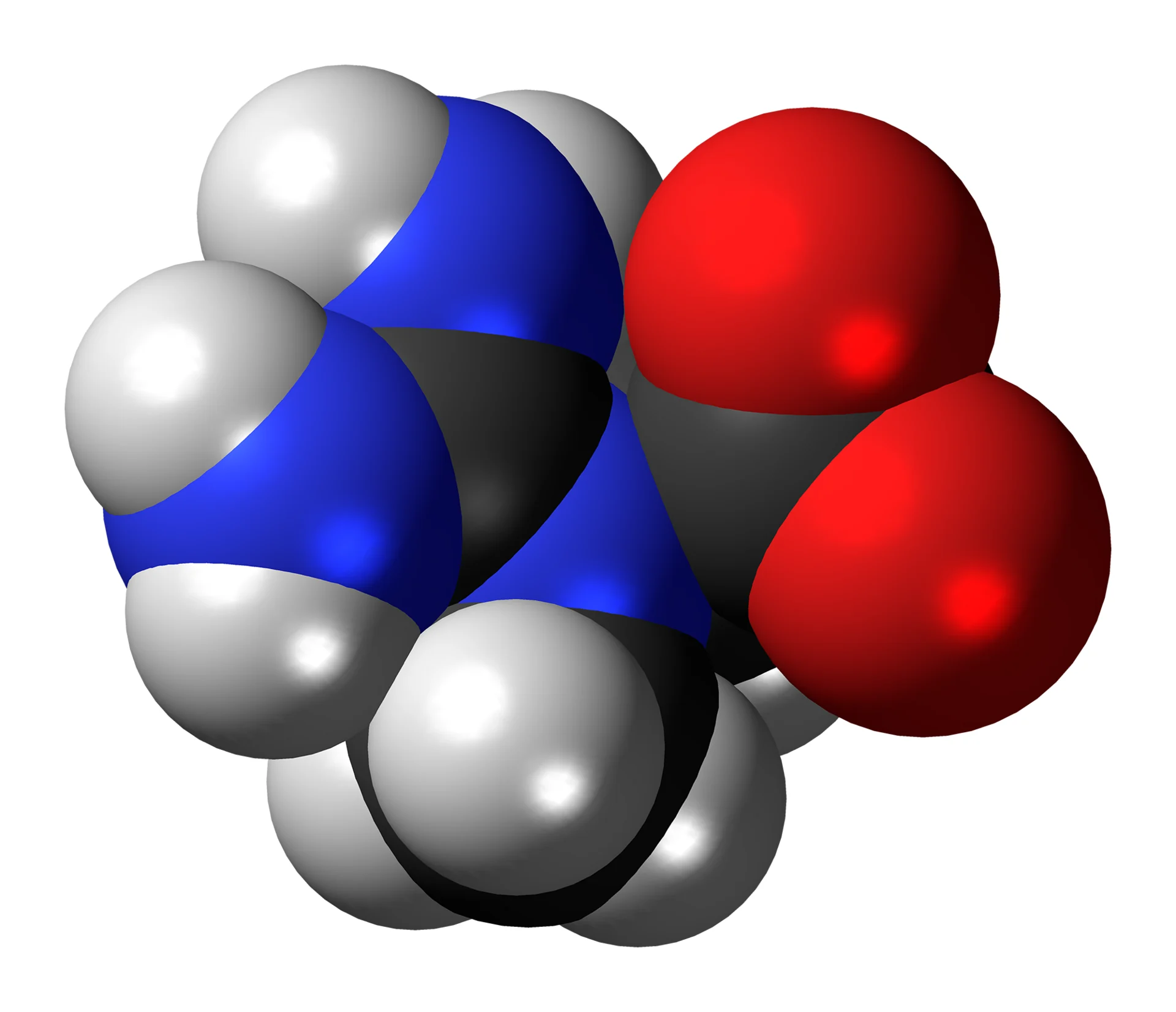 space-filling model of the creatine molecule showing its atoms